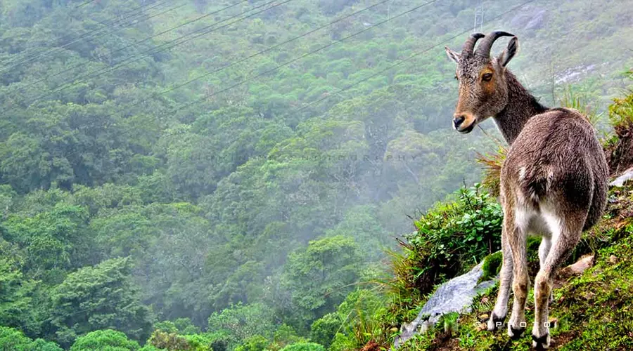 Eravikulam National Park